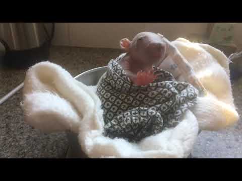 camera iphone 8 plus apk Morning weigh for Duggie