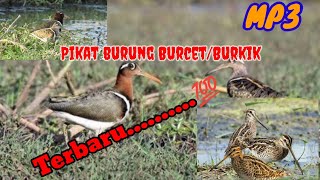 Suara pikat burung berkik / pekung / burcet AMPUH Sudah terbukti poin banyak #pikat #burung