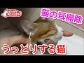 【猫の耳掃除】親子で耳かきにうっとりする猫たち。綿棒がまっくろです。