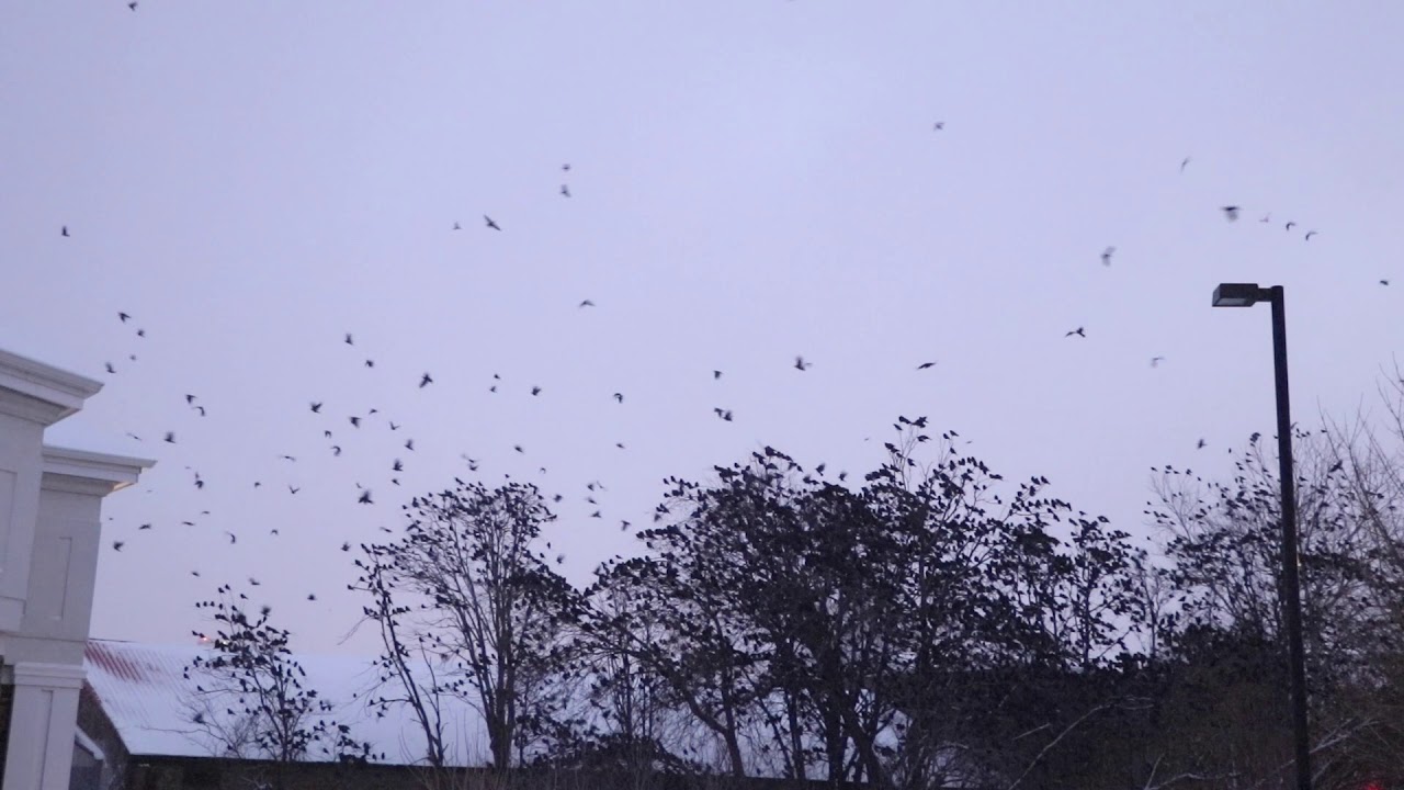 Winter Crow Roost Auburn, NY YouTube