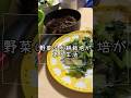 野菜の水耕栽培育てるといざという時に助かるよ😆#水耕栽培#野菜水耕栽培#家庭菜園#ビタミン菜#料理#室内栽培#ズボラ主婦の野菜水耕栽培