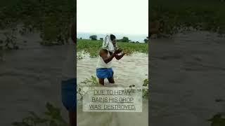 Heavy Rain Damages Crops