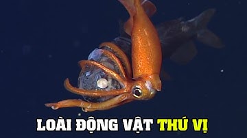 Bí Mật Của Loài Mực | Khám Phá Thế Giới Động Vật Hoang Dã