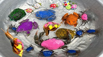 Kem Ốc và cua Chanel lái xe công nông đuổi theo con cua, cua hồng, ốc sên màu sắc, con rùa, brainrot