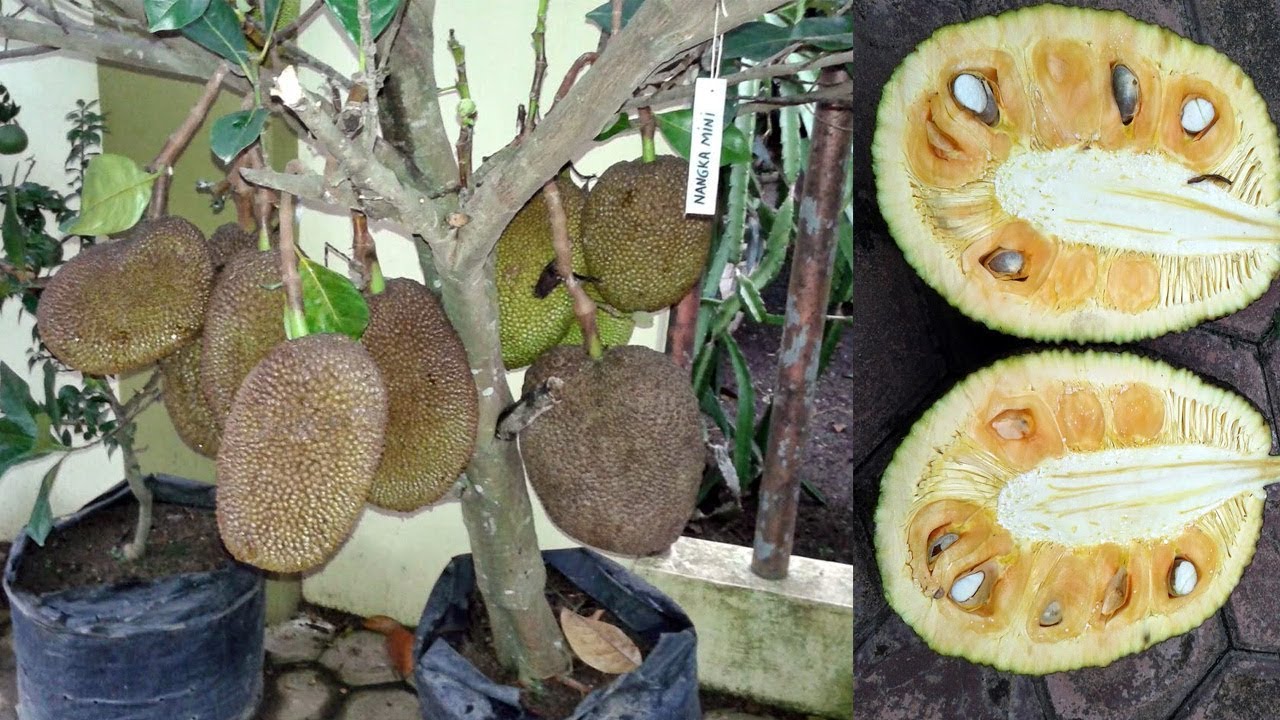 Cara Menanam Nangka Mini dalam  Pot  Berbuah Super Lebat 