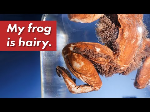 Why is this frog hairy? - My Strange Animal Collection