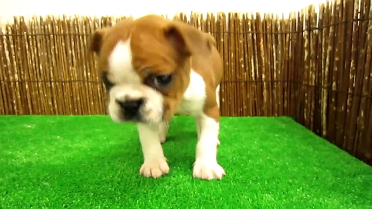 フレンチブルドッグとボストンテリアのミックス犬 Youtube