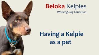 Can you have a kelpie as a pet?