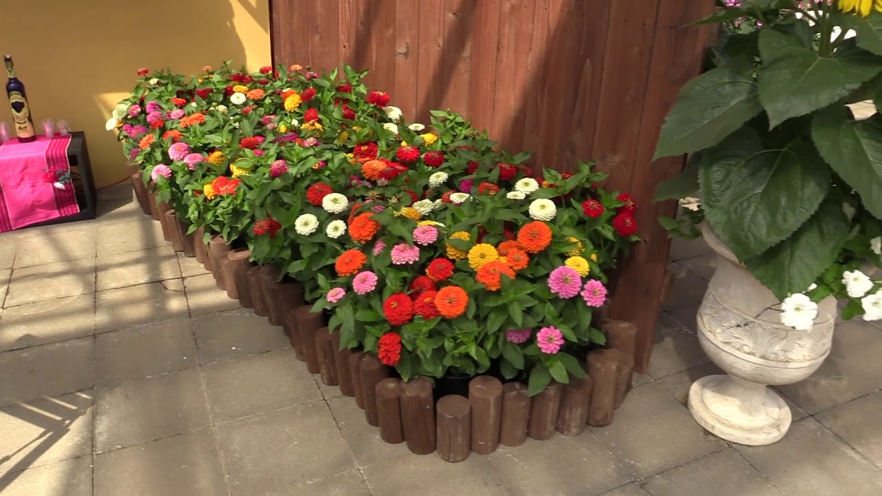 Spring Trials 2019: Takii