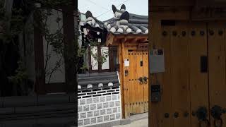 동묘역#한옥#게스트하우스 #우중의연인#김용빈노래 #김용빈_미스터트롯3 #여행#서울구경