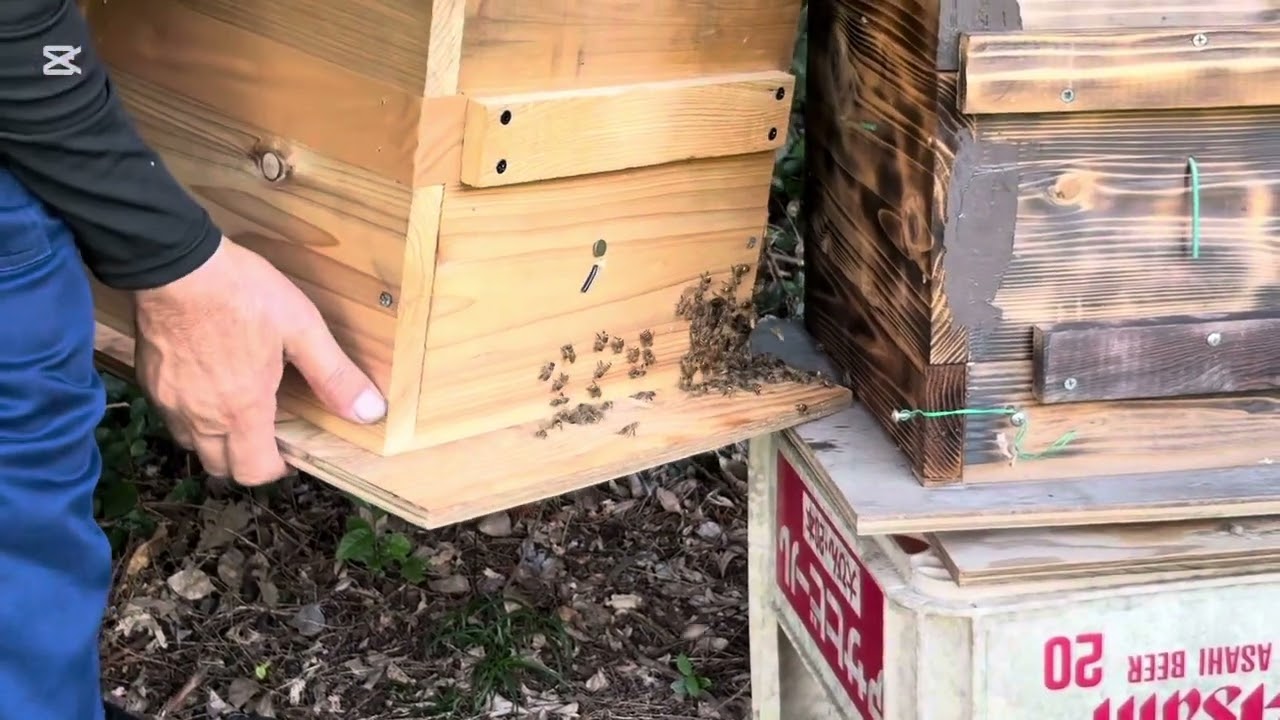 日本ミツバチ2025 ￼夏分蜂　強制捕獲　小さくても暑さに負けるな。￼