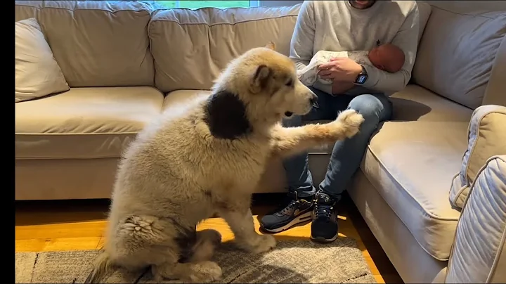 Phil The Malamute Dog Meets Newborn Baby For The F...