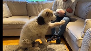 Phil The Malamute Dog Meets Newborn Baby For The First Time Ever!! (He cries!!)