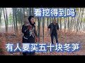 英子有人跟她说要买五十块钱的冬笋，看看英子跟老爸挖得到吗