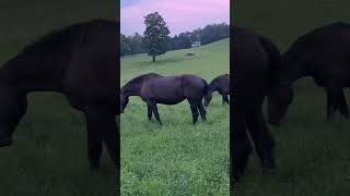 DRAFT HORSES // Enjoying the fresh grass