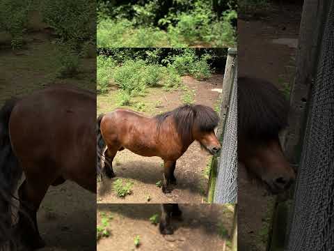 Wideo: Ogród botaniczny i zoo (ogród botaniczny) opis i zdjęcia - Wietnam: Ho Chi Minh City