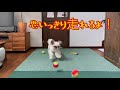犬のフローリング滑り止め対策としてタイルカーペットを敷いたよ【シーズー】