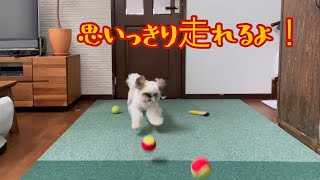 犬のフローリング滑り止め対策としてタイルカーペットを敷いたよ【シーズー】