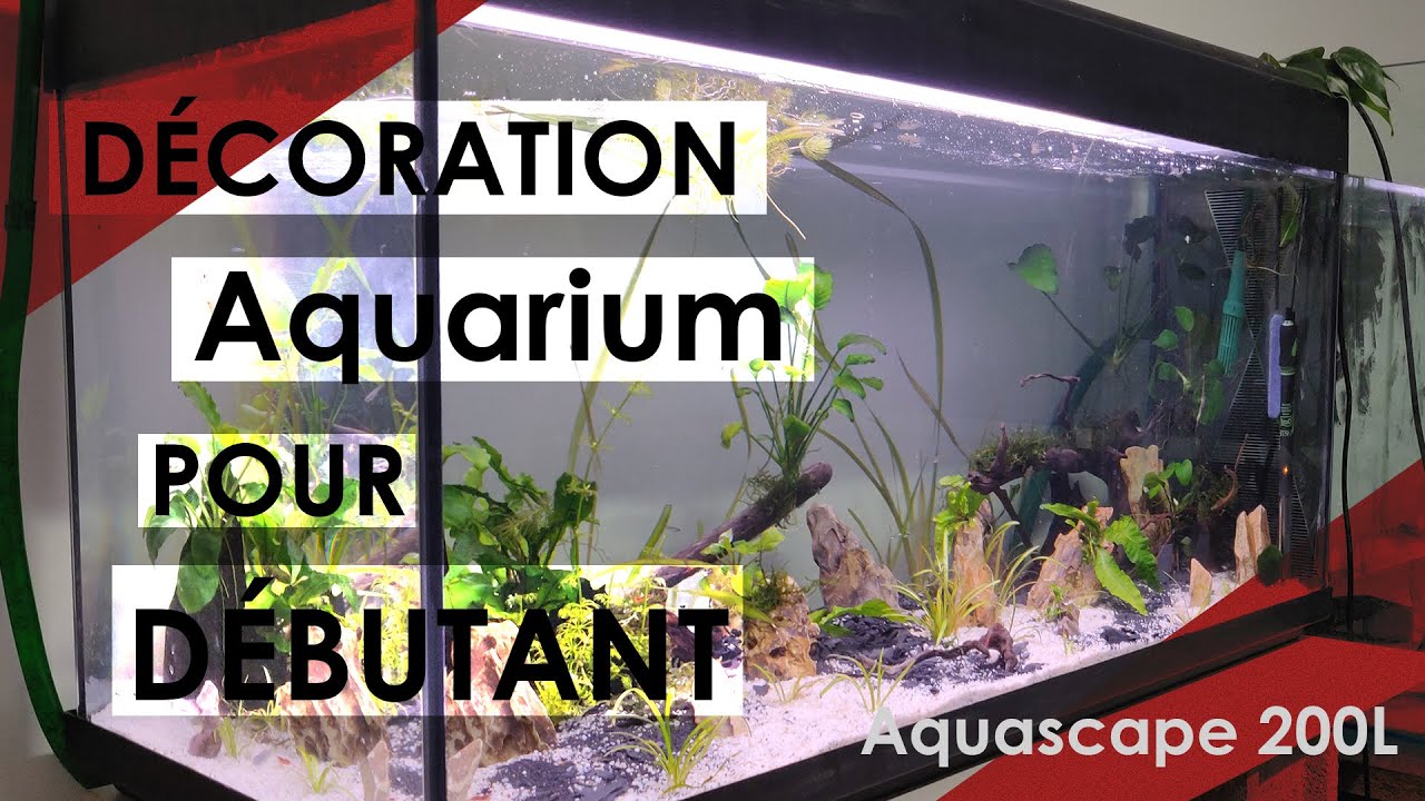 Parameters Teleurstelling Opgetild Décoration d'aquarium pour presque rien ! Gab - YouTube