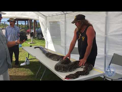 Massive python captured in Everglades