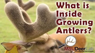 What is Inside Growing Antlers?