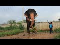 สูงสง่า elephant big ivory ช้างพลายหนิงหน่อง ep159 *-*