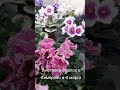 Анонс.Выставка-ярмарка фиалок в Кемерово 4-5марта🌸🌸🌸