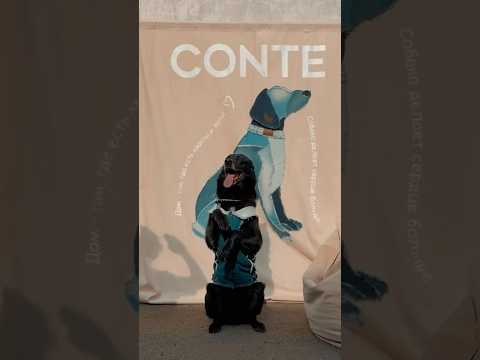 Фестиваль «Лапки» #pets #dog #festival #animals