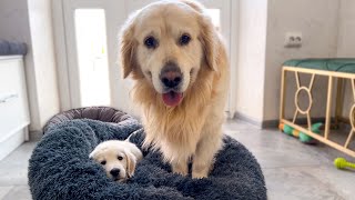 Golden Retriever Confused by Puppy Occupying his Bed when she has her own