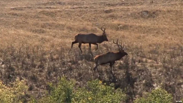 Deer Valley Ranch Part 1 - Elk Hunting