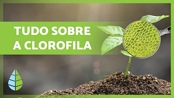 O que é a clorofila e qual é a sua função?