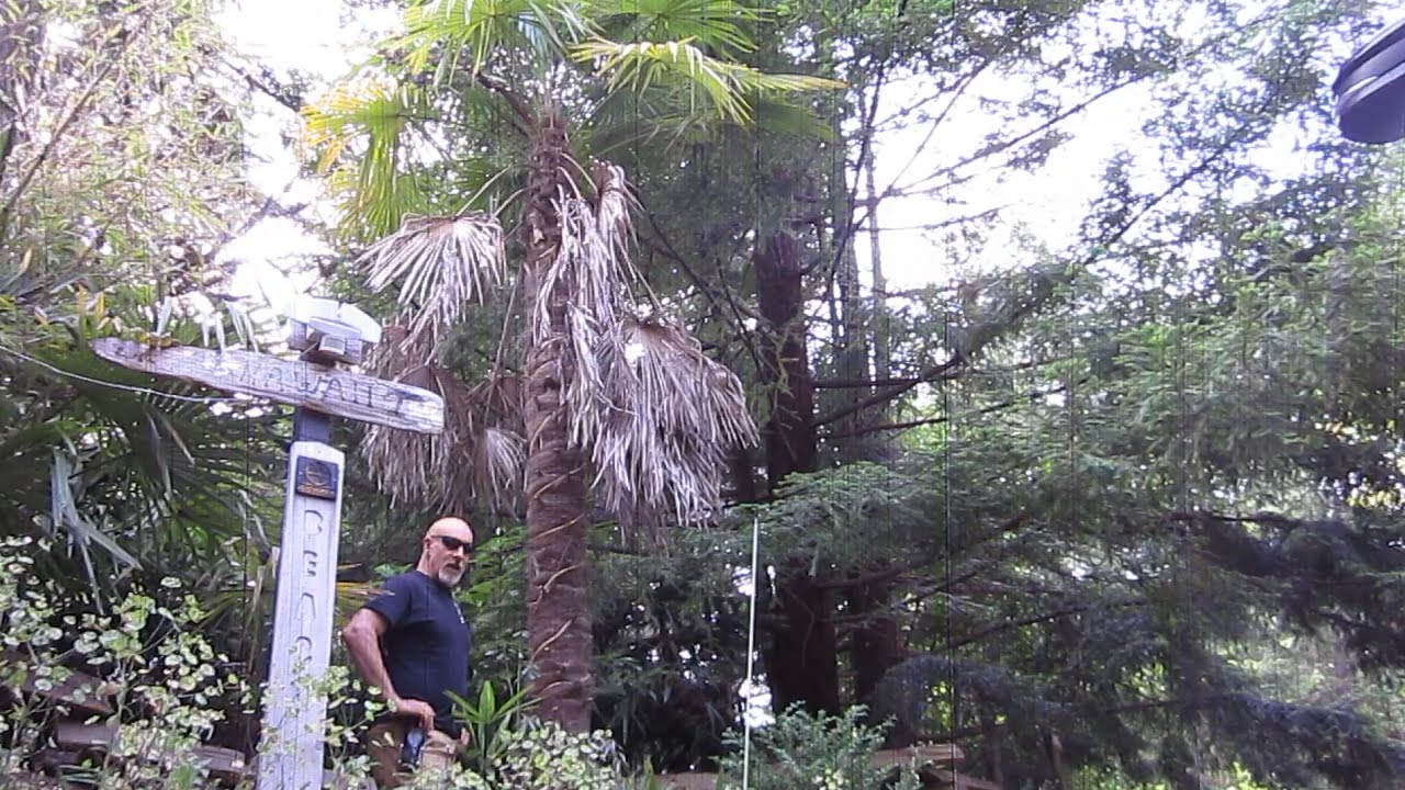 Our Oldest Trachycarpus fortunei Palm tree