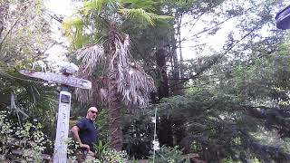 Our Oldest Trachycarpus fortunei Palm tree