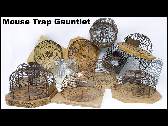 Setting Up A Snap Alert Mouse Trap Gauntlet In The Barn. 100