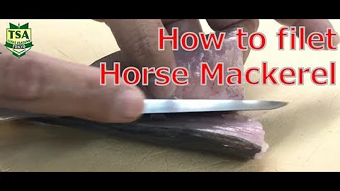 How to filet horse mackerel @tokyosushiacademyenglishcourse