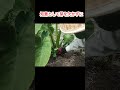 【里芋の子芋の芽は親芋に巻き付けて処理】＃里芋栽培＃里芋＃家庭菜園＃shorts
