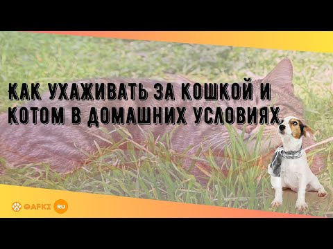 Как ухаживать за кошкой и котом в домашних условиях