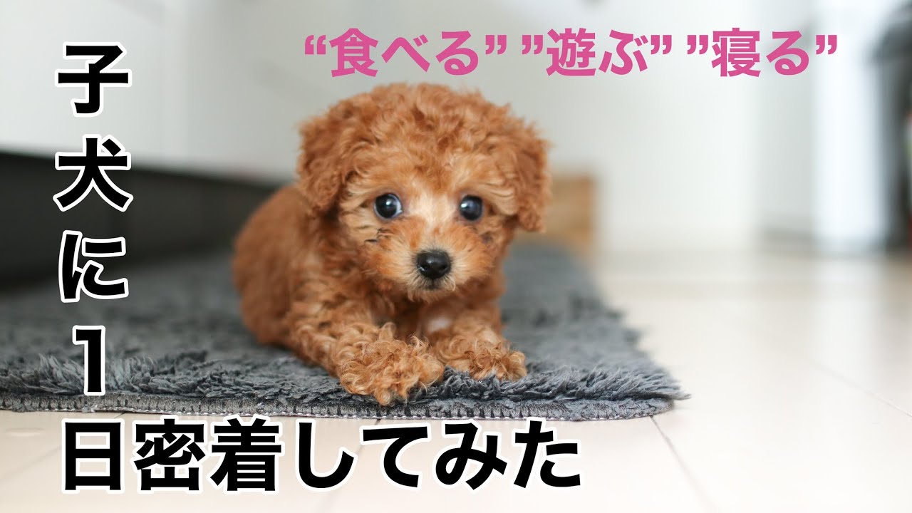 子犬の1日の過ごし方/生後2ヶ月のトイプードルに密着 YouTube