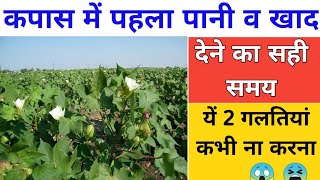 कपास में पहला पानी कब लगायें//कपास में पहला खाद//kapas me pahla khad kon sa dale//cottan farming