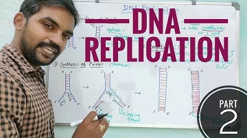 DNA Replication - Part 2 | Molecular Biology | Tamil
