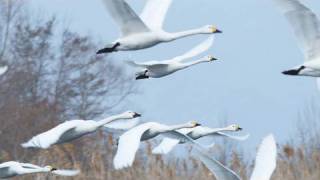 安曇野の白鳥 Swan in Azumino(High Speed Shot on RED ONE)