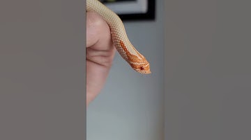 Thumbnail of Aelia the western #hognose #snake . #cute #pets #shorts #animals #trending #viral #popular #baby