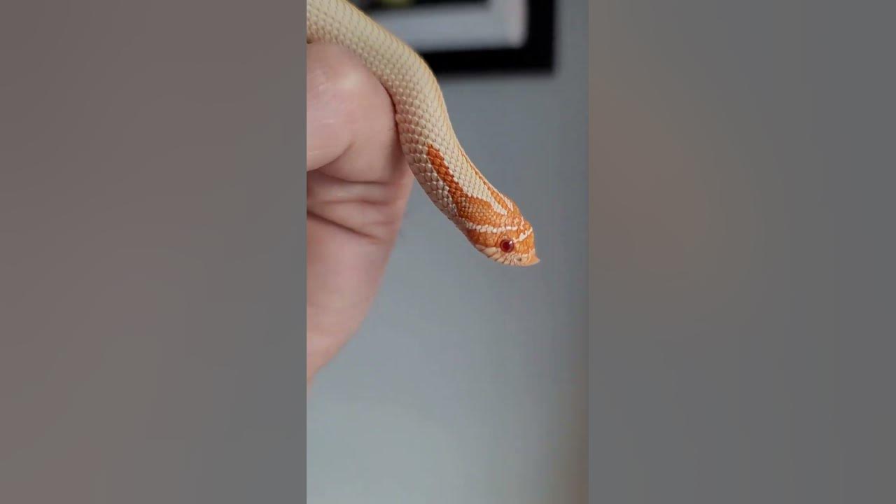 Aelia the western #hognose #snake . #cute #pets #shorts #animals #trending #viral #popular #baby