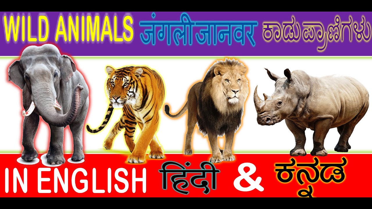 Wild Animals Name In English Hindi And Kannada 10-wild-animals-names-both-in-kannada-and-english-youtube