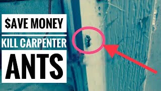 How To Kill Carpenter Ants No Pesticide Save Money