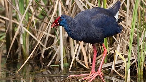 Tiếng trích cồ mồi chuẩn file đã test tặng ae