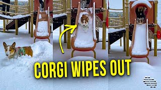 Corgi Goes Down a Snowy Slide and Wipes Out at the Bottom