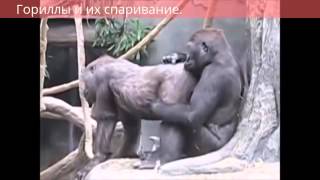 Гориллы и их спаривание  Gorillas and their pairing(, 2015-09-27T19:45:26.000Z)