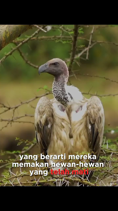 Burung pemakan bangkai#burung #faktaunik #menarik