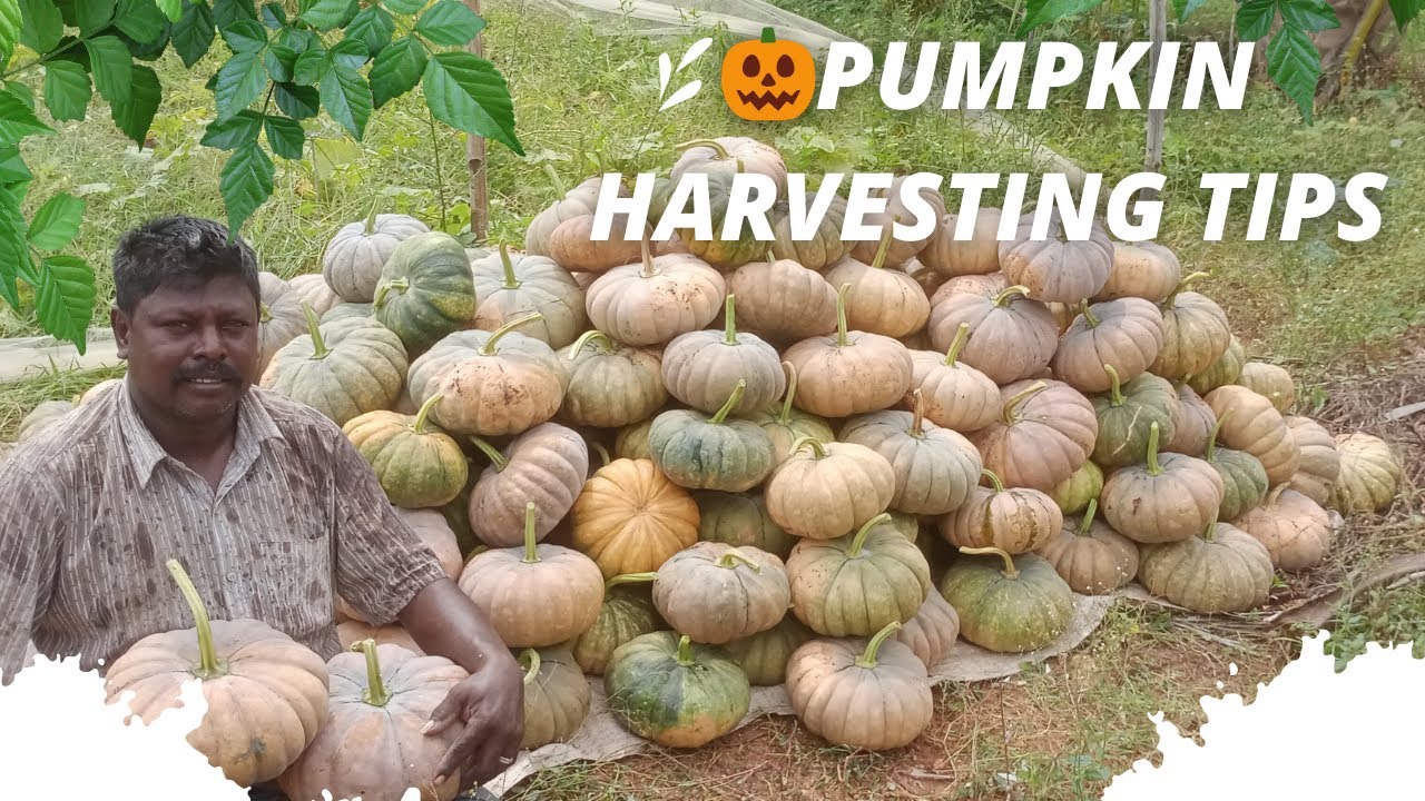 🎃🎃Pumpkin Harvesting Tips 2023 | Tamil Nadu Farming Techniques, Tricks & Insights